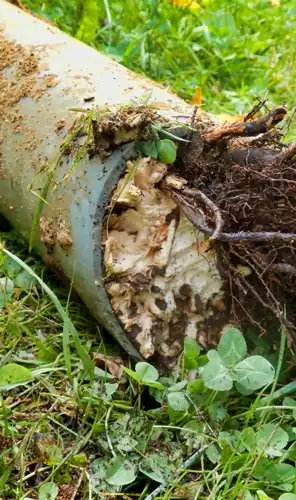 Pipe blocked by tree roots Underground pipe blocked by tree roots and debris